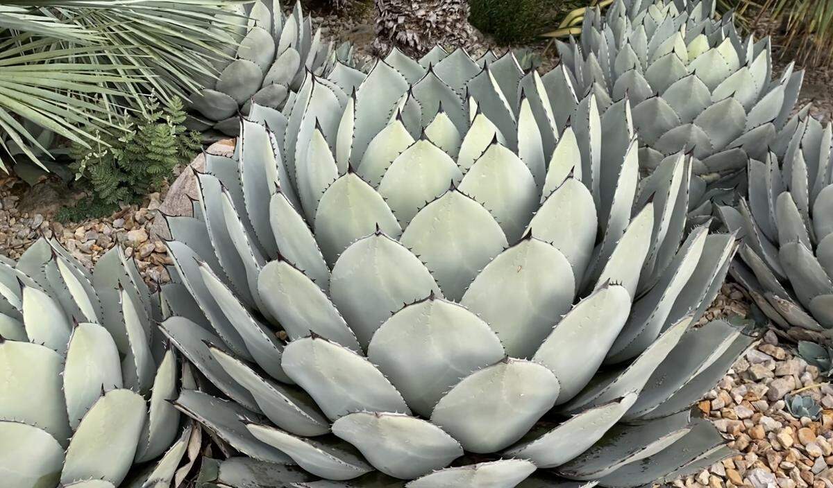 Artichoke agave is one of the many normally desert-dwelling plants that grow at Point Defiance Zoo and Aquarium.