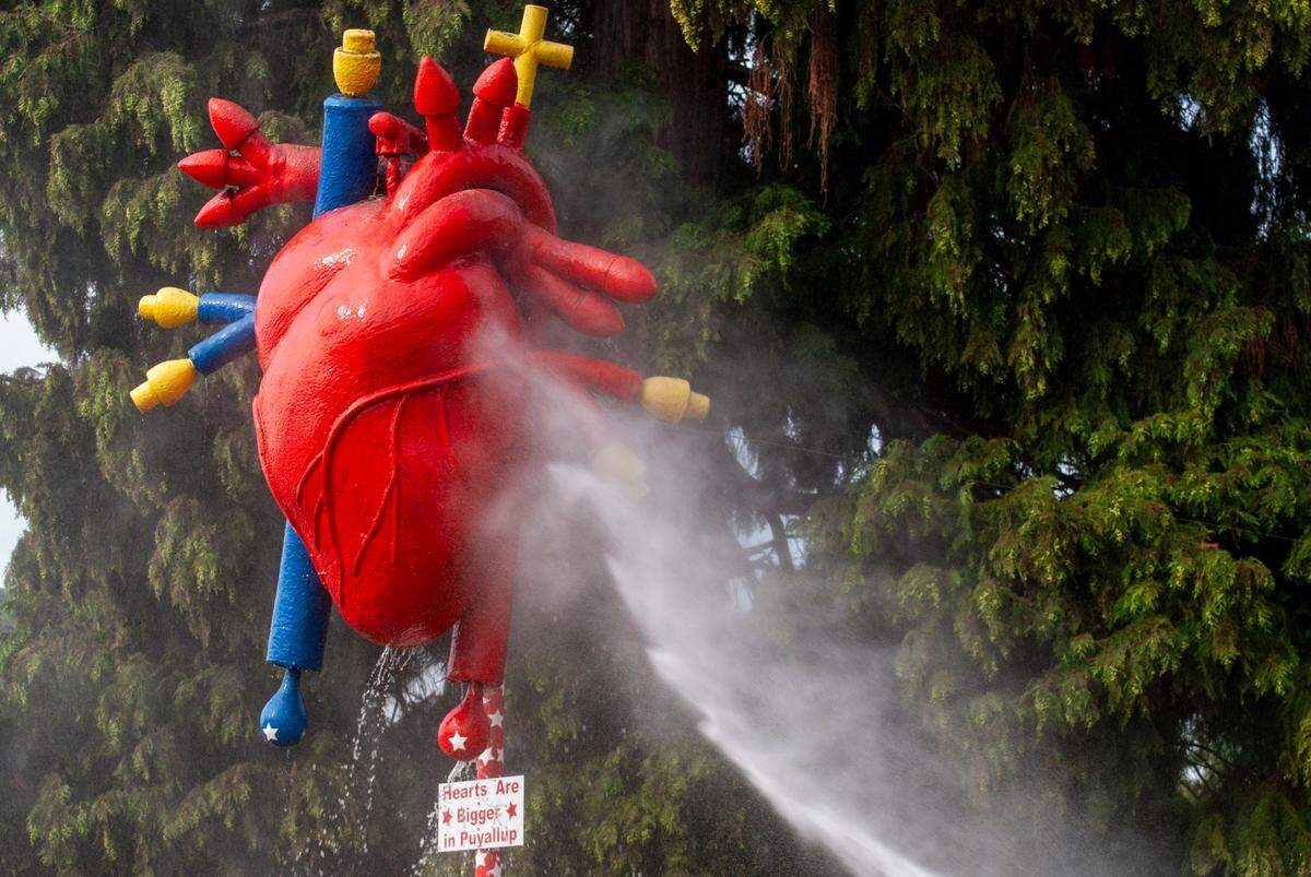 The “Exposed Heart” statue on the corner of Fifth Street and East Pioneer in Puyallup is sprayed with water Thursday, June 29, 2023. Artist Chuck Fitzgerald created the statue. It was re-painted in 2015.
