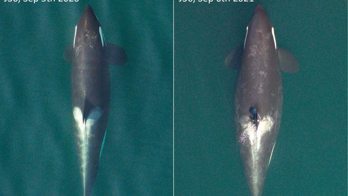 In this drone image, a pregnant J36 Southern Resident killer whale can be seen on the right on Sept. 6, 2021. The female named Alki is part of the J pod, a pod of whales found in the San Juan Islands, Southern Gulf Islands, lower Puget Sound and the Georgia Strait year round.