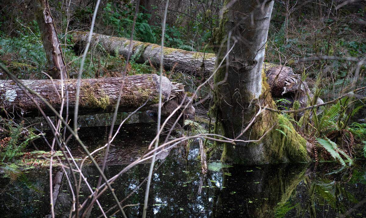 Two large trees fallen by beaver at Farrell’s Marsh Wildlife Area in Steilacoom, Washington, shown on Tuesday, March 2, 2021.
