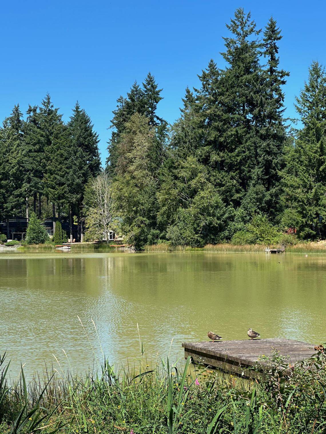 Algae on Palmer Lake on the Key Peninsula has turned the lake green in recent months, pictured Monday, Aug. 11, 2025 in Lakebay, Wash.