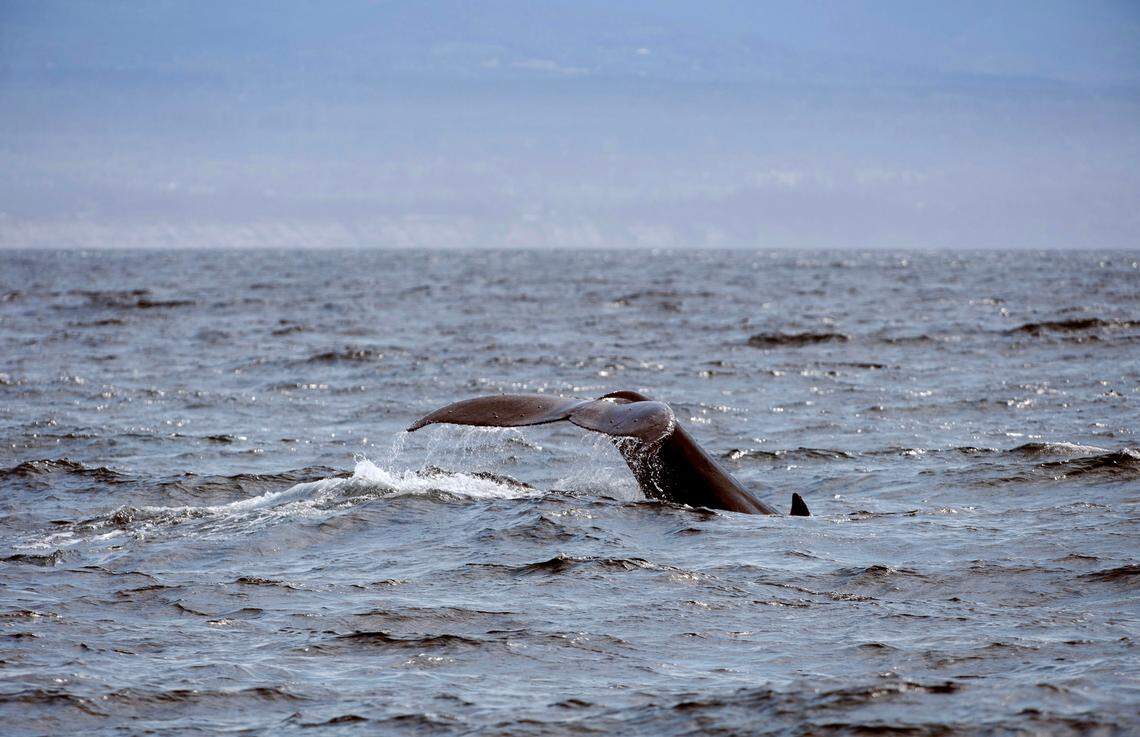 A humpback whale makes a deep dive in the Salish Sea south of the San Juan Islands as seen from the Puget Sound Express’ Red Head whale watching passenger ferry from Friday Harbor, Washington, on San Juan Island to Port Townsend on Monday, June 26, 2023.