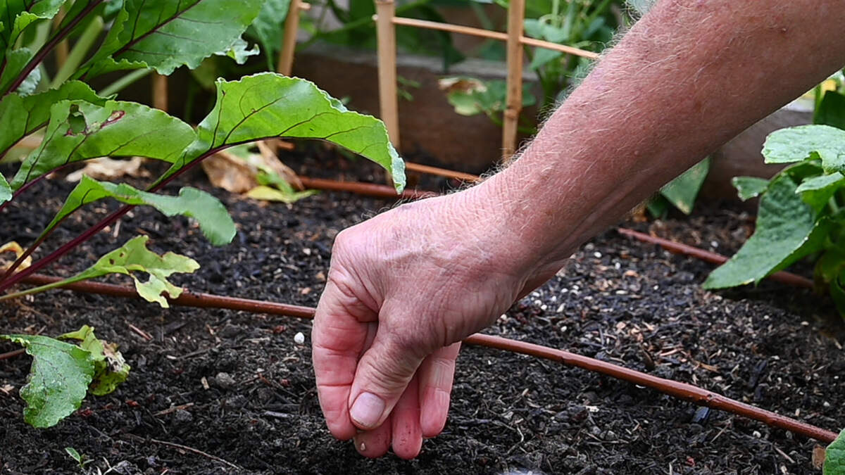 Steve Drennan of Steilacoom plants spinach seeds in his bed at the Steilacoom Community Garden on Wednesday, Aug. 14, 2024.