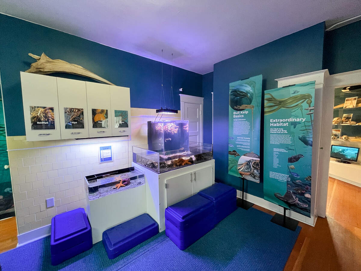 Two touch tanks hold an array of marine life, including ochre sea stars in a wheelchair accessible tank.