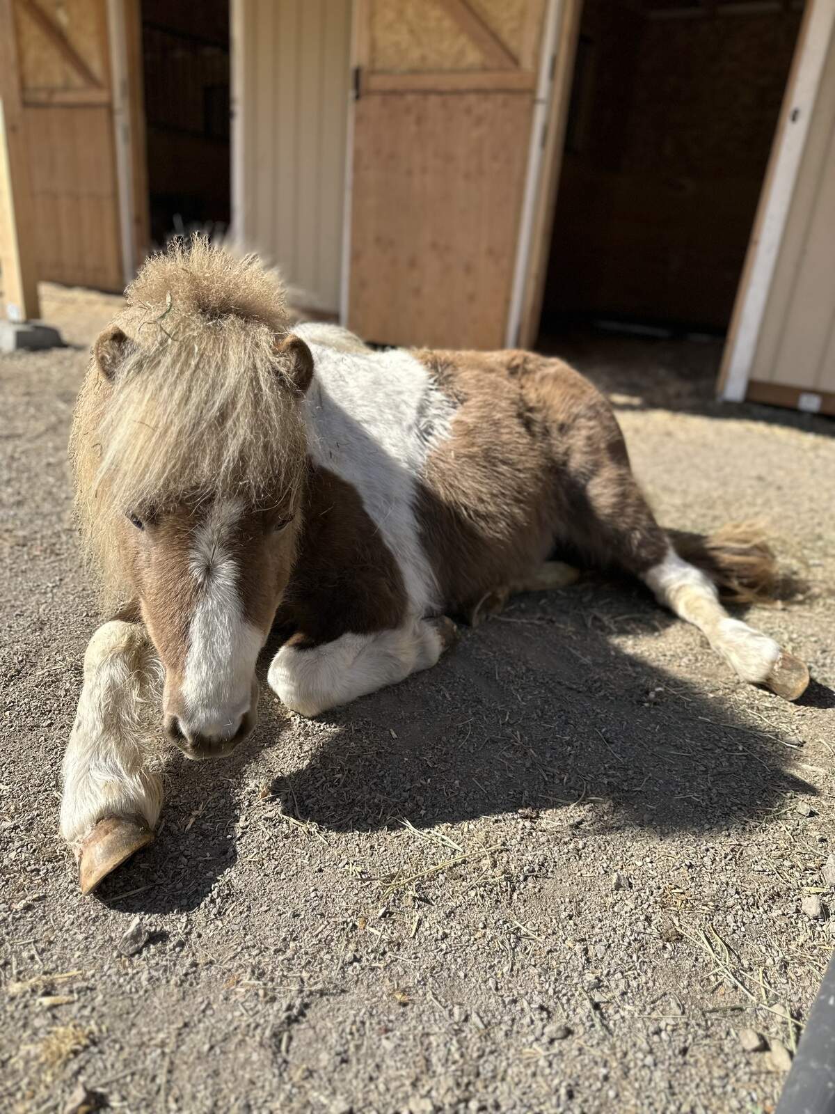 Chachi, a miniature horse re-homed through Rainfall Ranch Rescue.