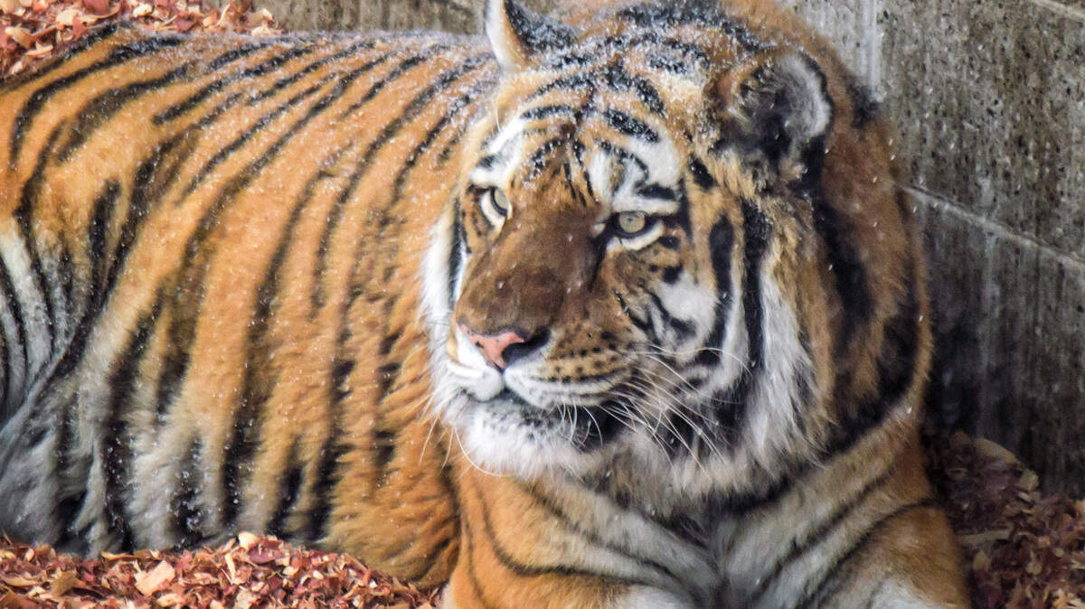 All the tigers at Woodland Park Zoo are ‘secure,’ despite a robocall telling residents otherwise.