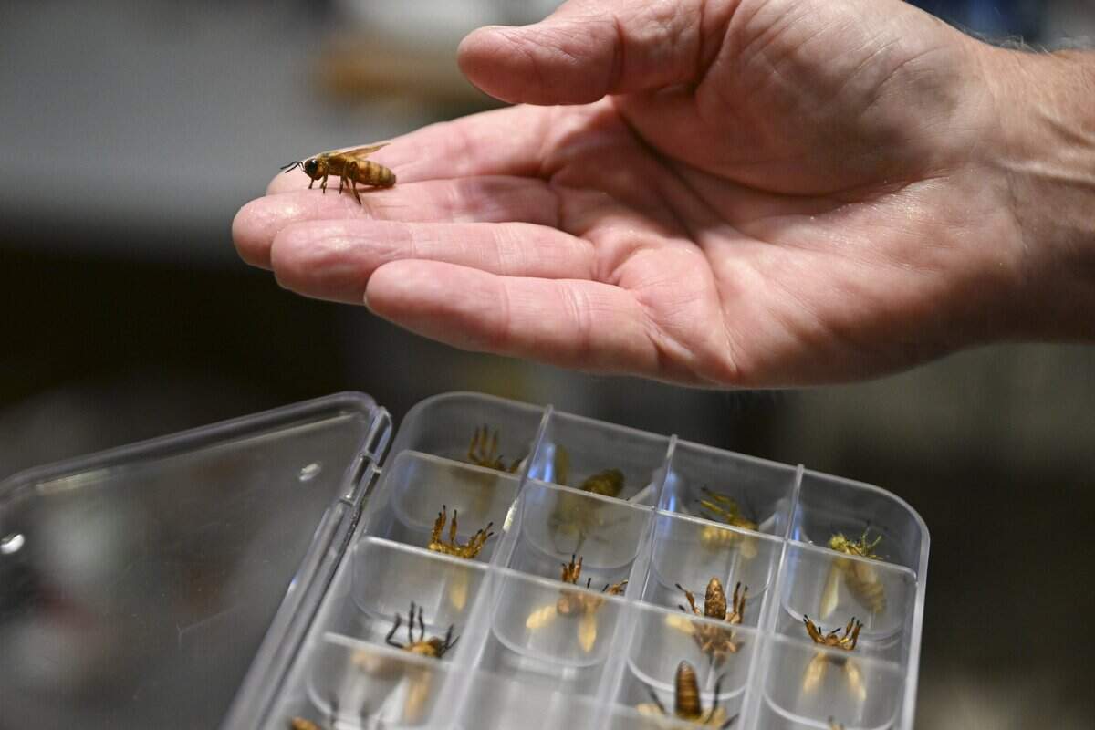 Gig Harbor artist makes lifelike insects for Hollywood | Tacoma News ...