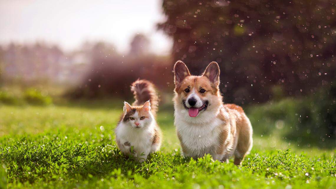A corgi dog and red cat.