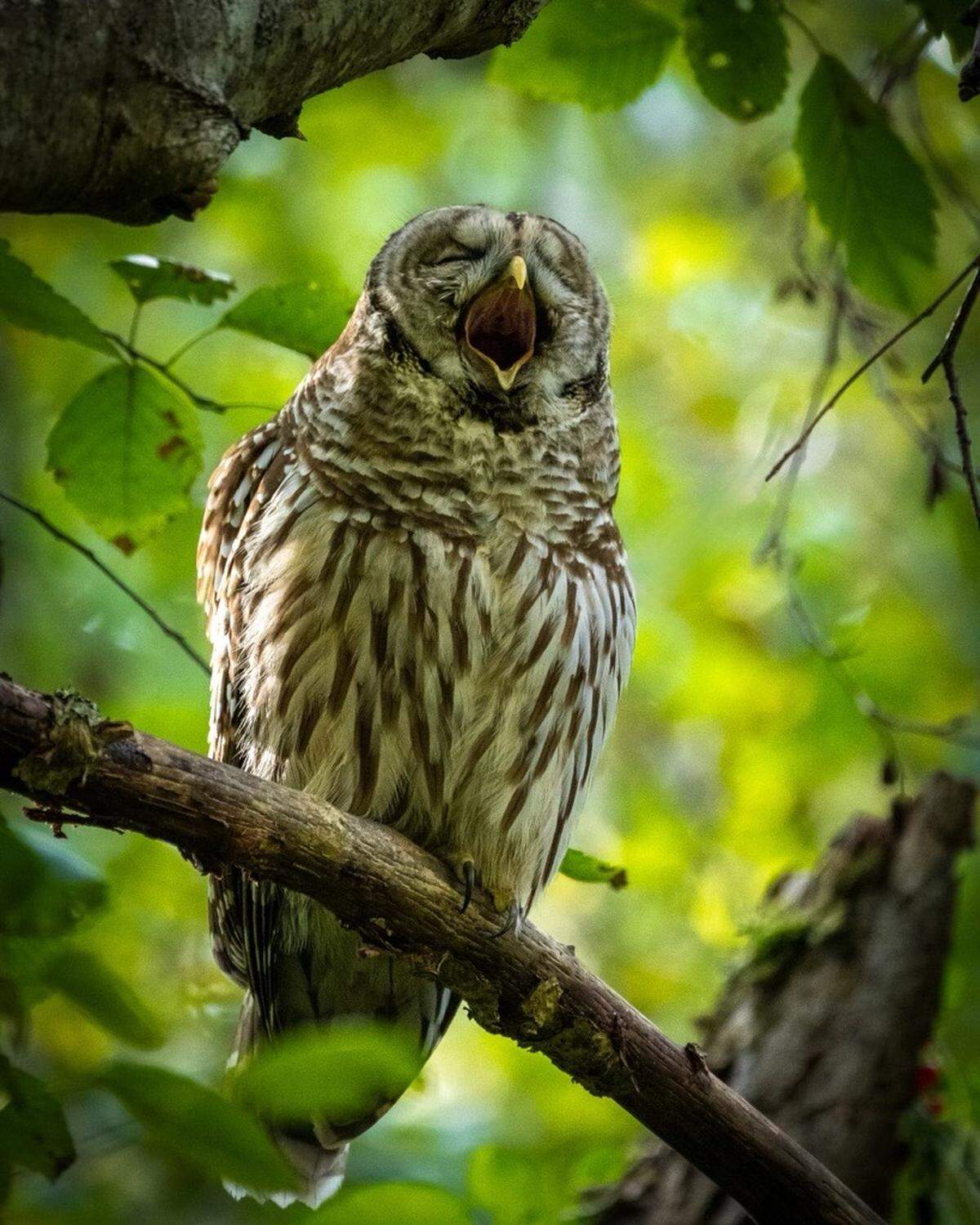 A barred owl calls at Point Defiance Park.