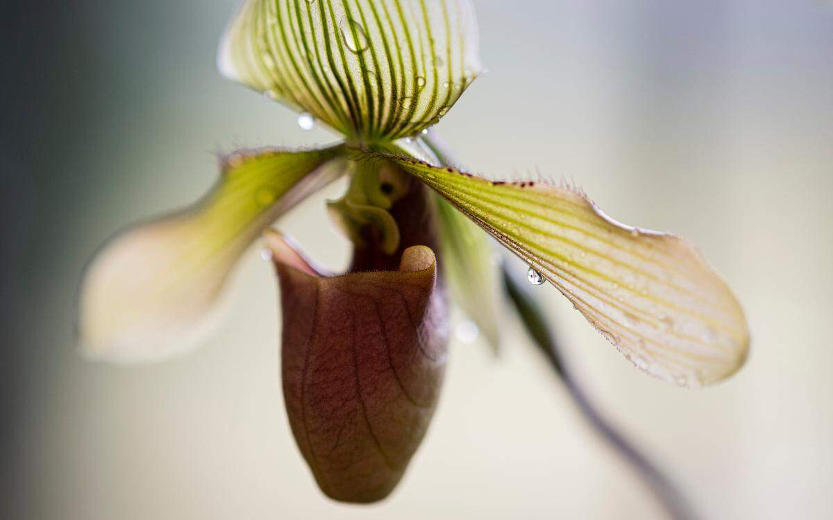 Water glistens on a Lady Slipper orchid at Emerald City Orchids, on Thursday, Feb. 13, 2025, in Tacoma, Wash.