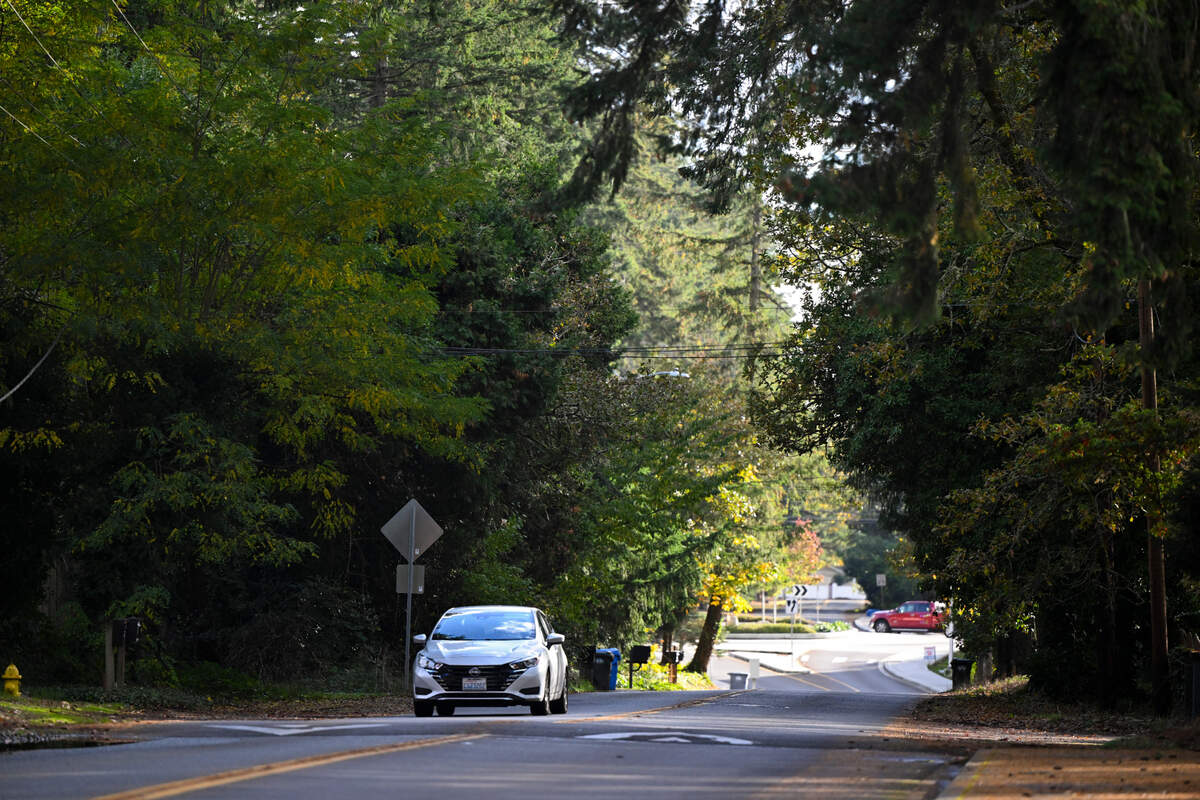 Trees cover Interlaaken Drive between Washington Boulevard and 112th Street Southwest, on Tuesday, Oct. 29, 2024 in Lakewood. Many residents are concerned that the trees will be removed to make room for a sidewalk.