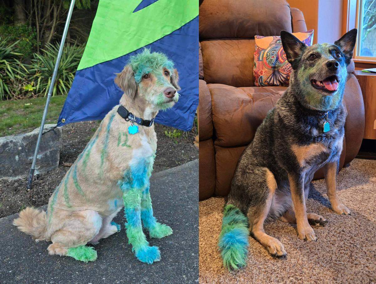Tucker (left) and Hannah right) from University Place, are decked out in Seahawks colors (with special dog-safe dye).