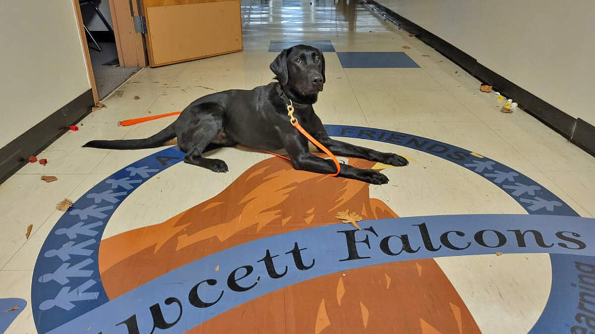 Monet the black lab sits on the Fawcett Falcons crest. Monet is readying to get certified as a search-and-rescue dog this year. His handler is Candice Church. Northwest Disaster Search Dogs (NDSD), a nonprofit group that trains canines for urban search and rescue, is using Fawcett Elementary as a training site before the school is demolished later in March. 