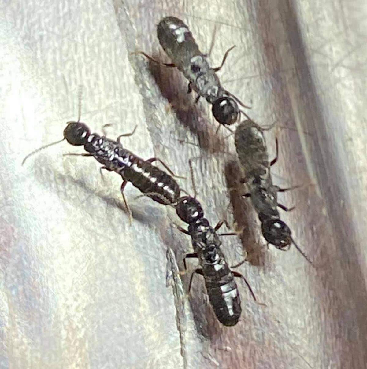 Termites swarm in the spring for their reproductive season.