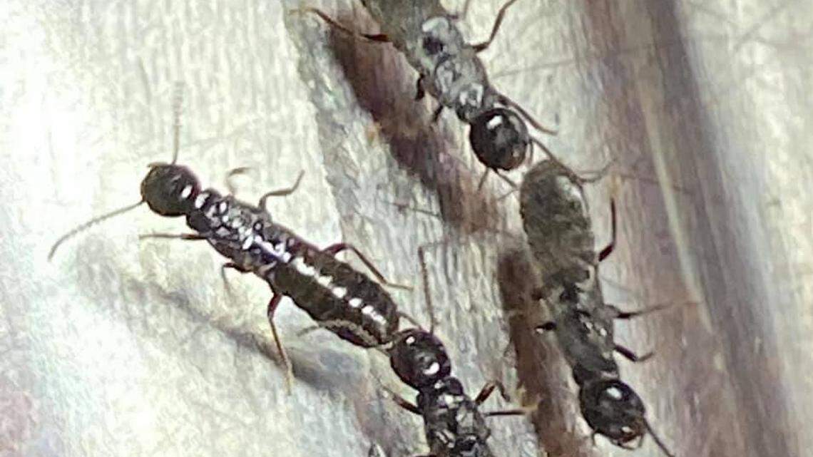 Clusters of termites were found at various sites this week in Key Peninsula after a recent light rain. Entomologists said the swarm event was part of a normal cycle.