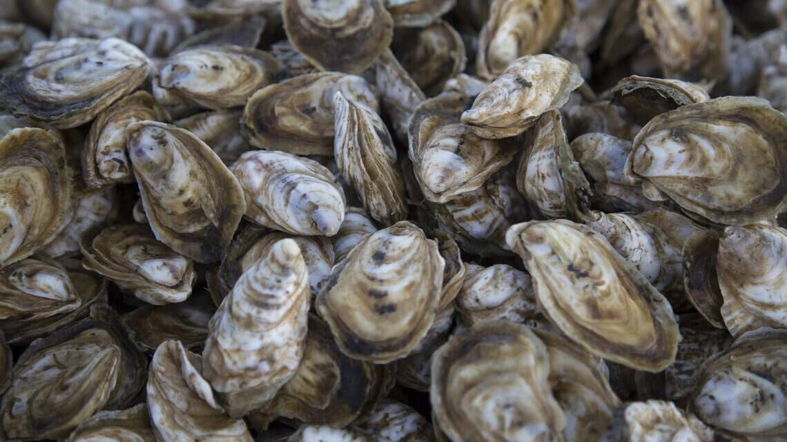Oysters gape a little wider in the dark of the moon