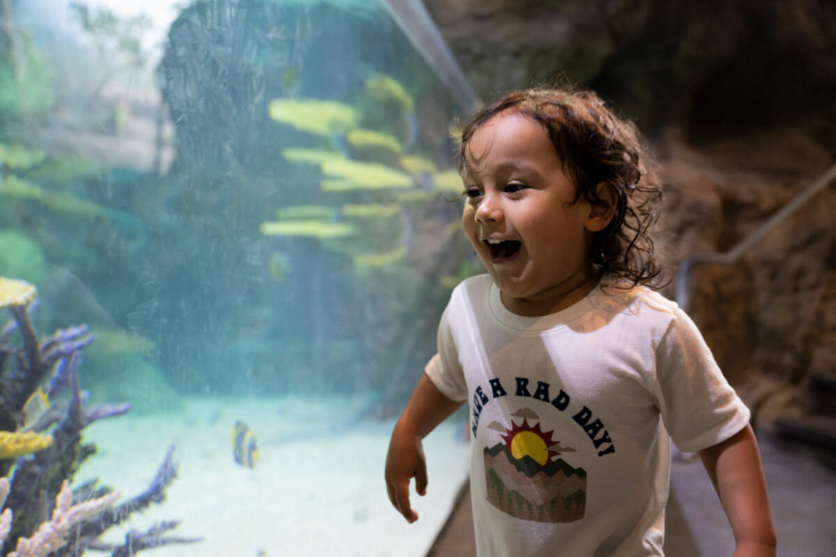 Gabriel V., 3, reacts with glee to the fish at the newly reopened South Pacific Aquarium in the Point Defiance Zoo & Aquarium on Monday, June 10, 2024, in Tacoma.