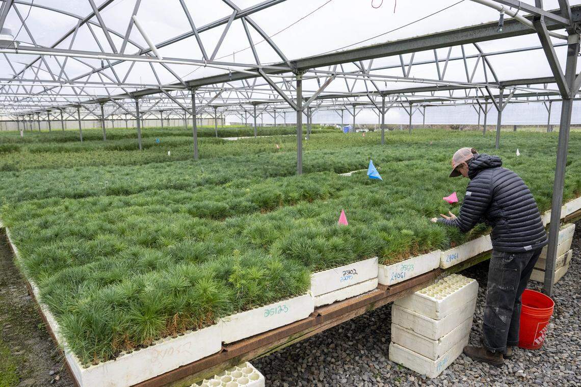Seedlings are tended to at a Silvaseed greenhouse on Tuesday, Dec. 2, 2025, in Roy, Wash.