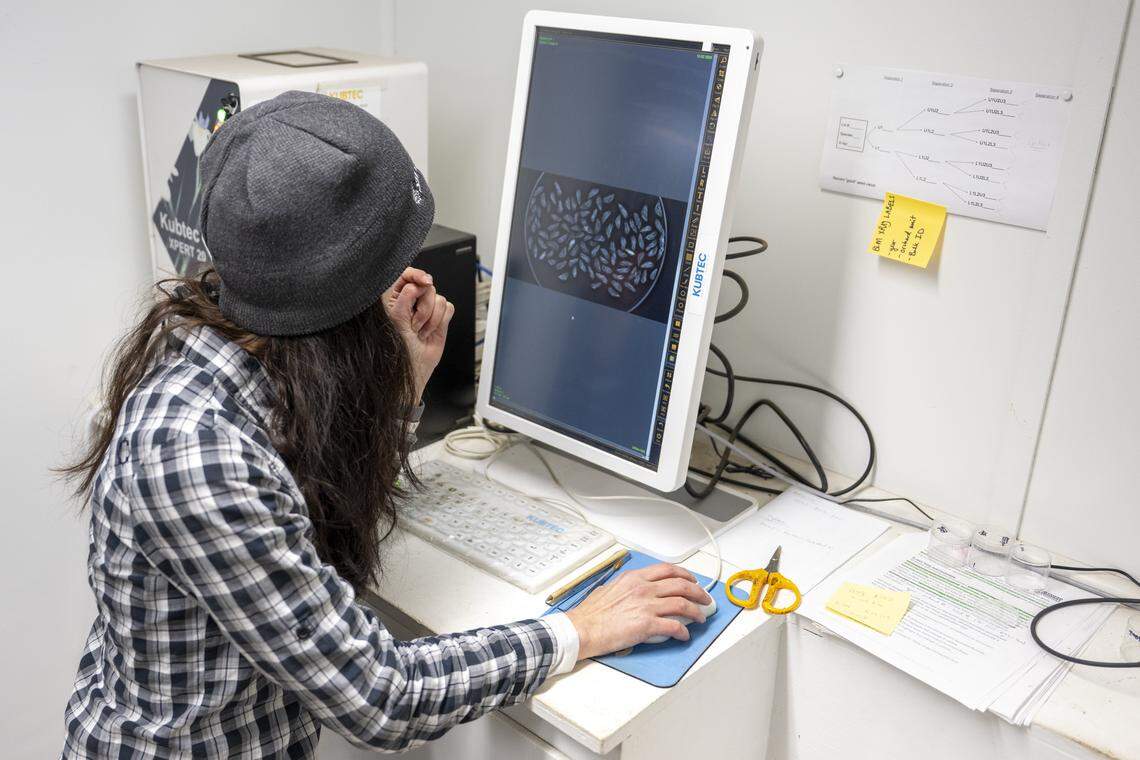 Kea Woodruff, the Silvaseed general manager, looks at an X-ray of conifer seeds at the extractory on Tuesday, Dec. 2, 2025, in Roy, Wash.