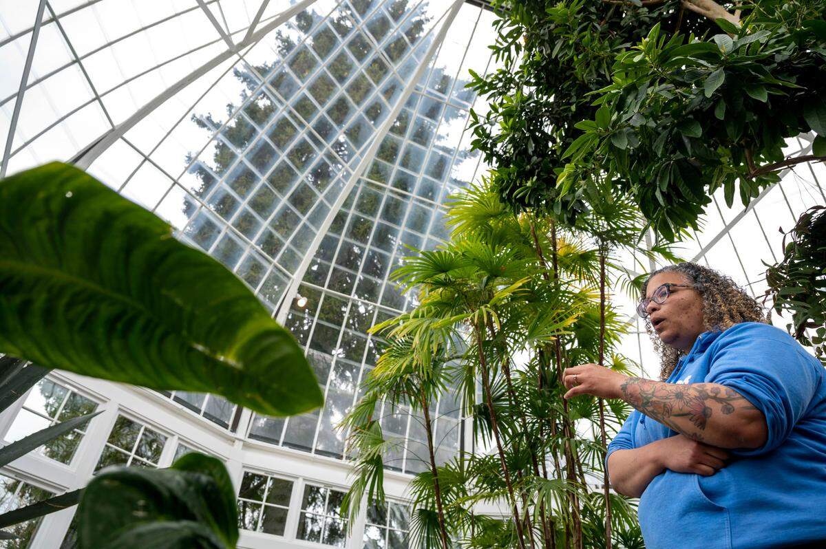 Tyra Shenaurlt, the horticulture resource supervisor at Metro Parks Tacoma, the variety of plants inside the rotunda portion of the Seymour Conservatory at Wright Park in Tacoma, Wash., on Thursday, March 31, 2022.