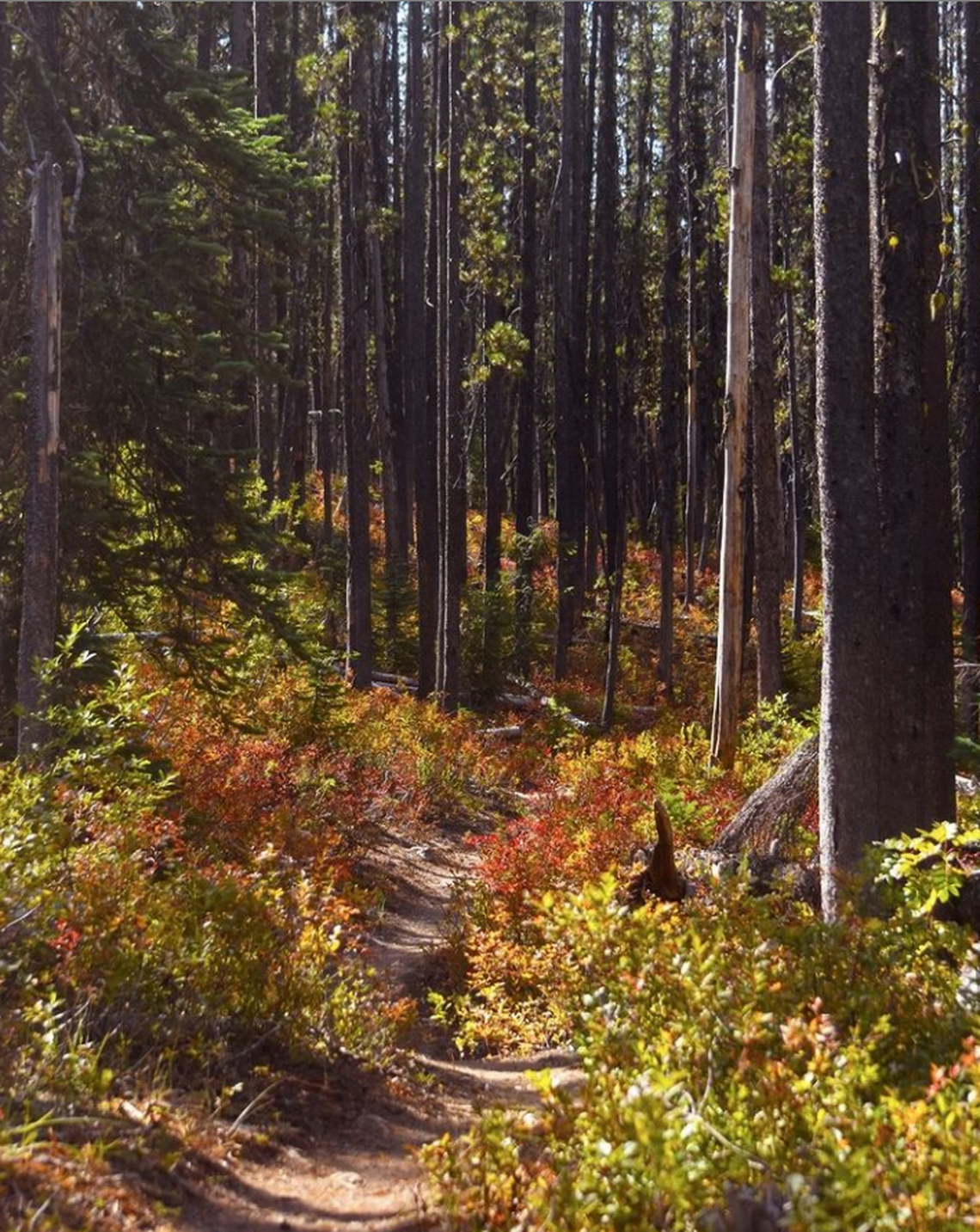 Rainbow Creek Trail is shown in this Sept. 23, 2020, photo in North Cascades National Park. 