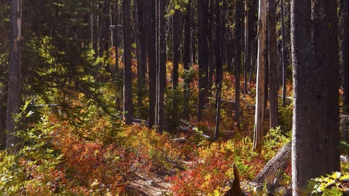 Rainbow Creek Trail is shown in this Sept. 23, 2020, photo in North Cascades National Park. Peak leaf peeping time in Washington begins middle of October, according to a 2021 prediction map by SmokyMountains.com.