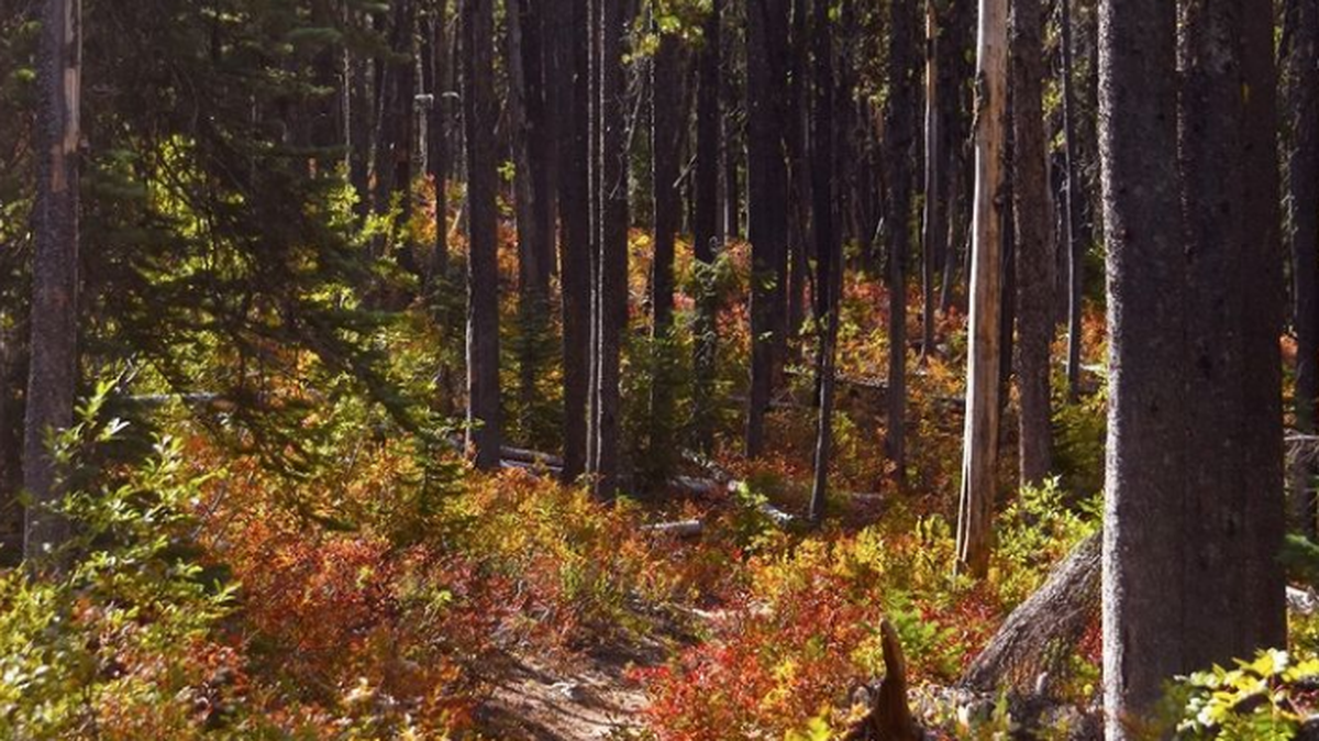Rainbow Creek Trail is shown in this Sept. 23, 2020, photo in North Cascades National Park. Peak leaf peeping time in Washington begins middle of October, according to a 2021 prediction map by SmokyMountains.com.