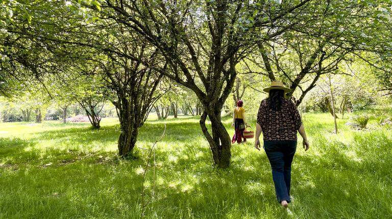 ‘Like learning a new language.’ Proctor business owner teaches plant foraging
