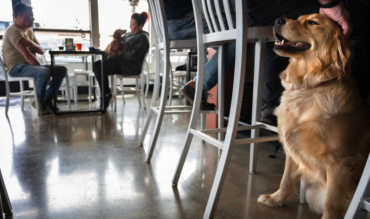 Dogs are welcome indoors and out at Top Down Brewing Co. in Sumner. Lucy the golden retriever gets pets from owner Marty Brown of Bonney Lake on Wednesday, April 5, 2023.