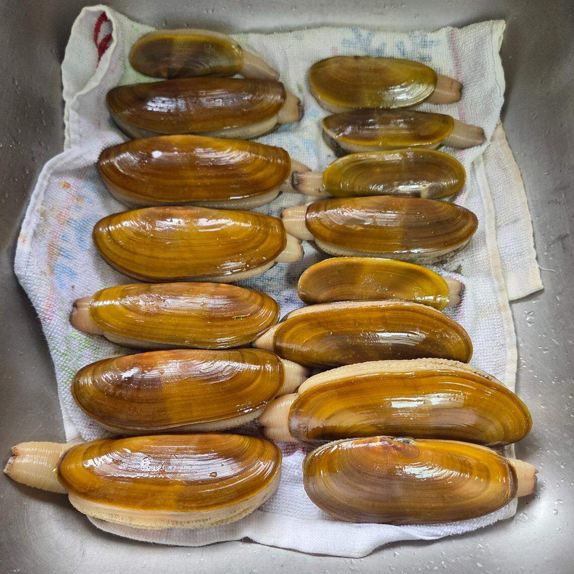 Rose Styczinski’s razor clam haul.