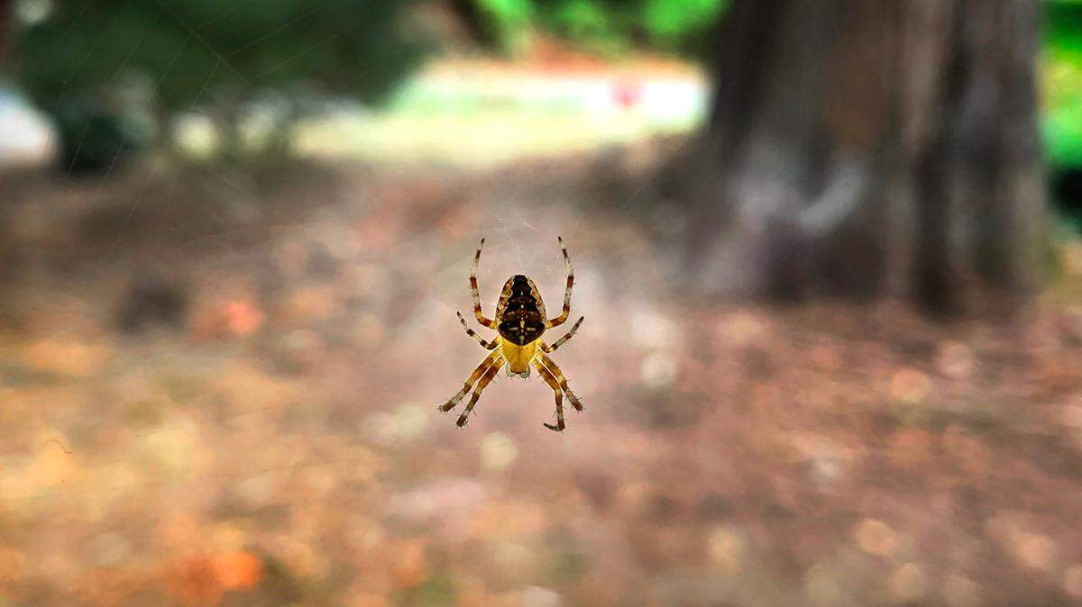 Garden spider waits for its prey.