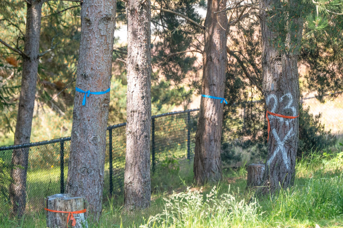 Trees are marked with numbers and colors in the North Meadow area of the Chambers Creek Regional Park on Monday, June 2, 2025, ahead of a tree removal in the area due to an infestation of California fivespined ips, a pine bark beetle, in University Place, Wash.
