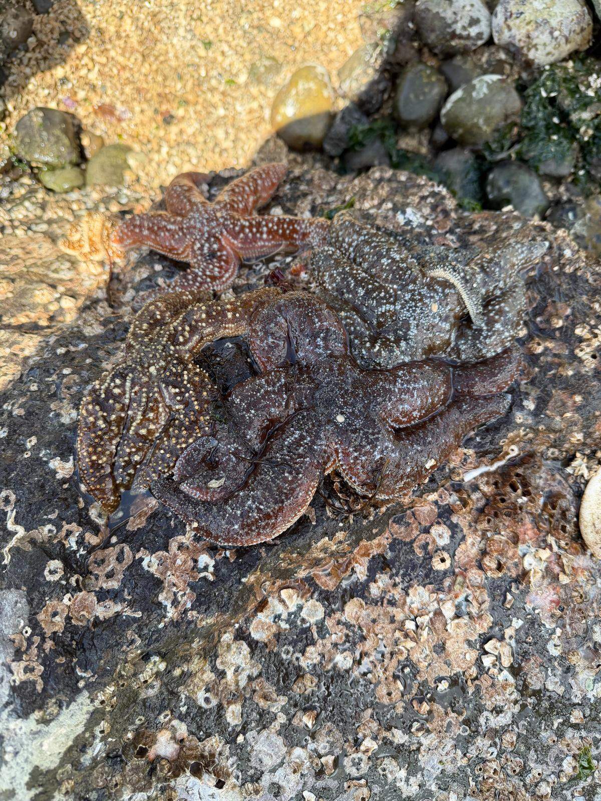 Sea stars at low tide on Titlow Beach on Sunday, May 17.