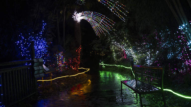 Tacoma Zoolights has more lights than ever, and dogs are allowed for first time