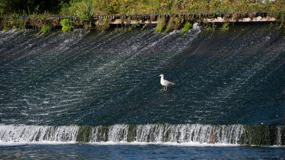 A seagull waits for a meal on the Chambers Creek Dam north of Steilacoom, Washington, on Thursday, Oct. 29, 2020.