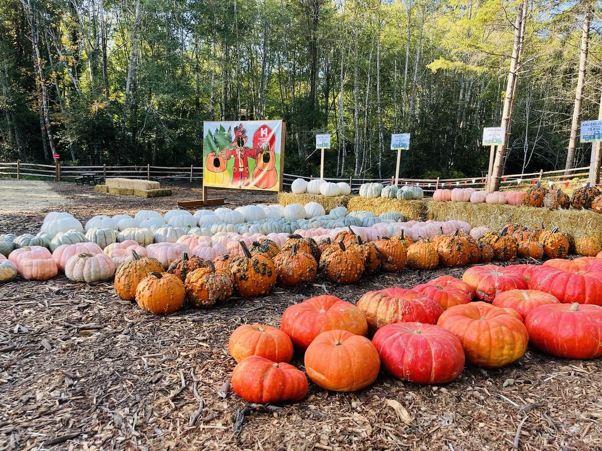 An array of pumpkins at Harbor Farms’ previous location at 7777 Rosedale St. NW. during their 2023 fall event season.