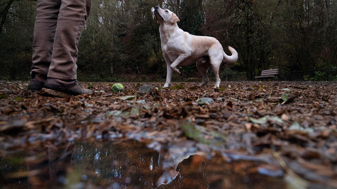 Dog owners worry about safety, bacteria at Puyallup park. ‘It’s such a bog in here now’