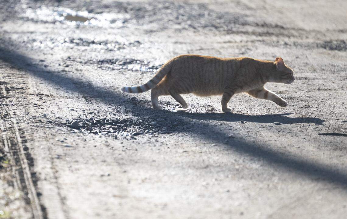 A cat crosses the alleyway after eating on Friday, Jan. 16, 2026, in Tacoma, Wash.