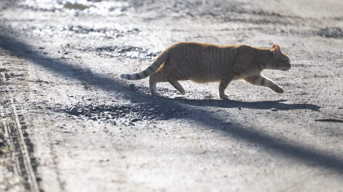 Pierce County shelter upped fee for surrendered pets. Are more being abandoned?