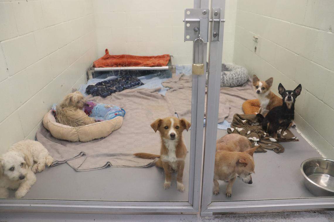 Six small dogs share a kennel at the Humane Society for Tacoma and Pierce County in November 2024 due to limited space and the shelter experiencing a higher rate of intakes.