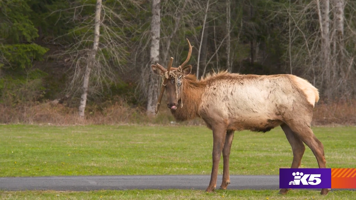 A bull elk has gained local celebrity status among residents of a logging town at the base of Mount Rainier in Washington because he carries around the remnants of a hammock tangled in his antlers. Packwood residents lovingly call him Ol’ Hammock Head.
