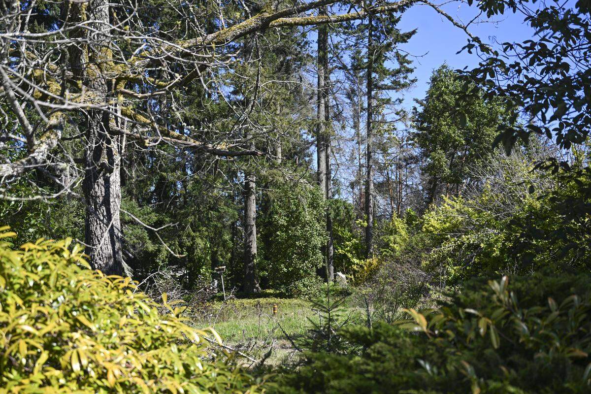 A portion of the two parcels of undeveloped property along Hunt Street is pictured on Thursday, April 9, 2026, in Gig Harbor, Wash. The land is owned by the Gig Harbor Peninsula FISH Food Bank, who are interested in seeing the property used for affordable housing.