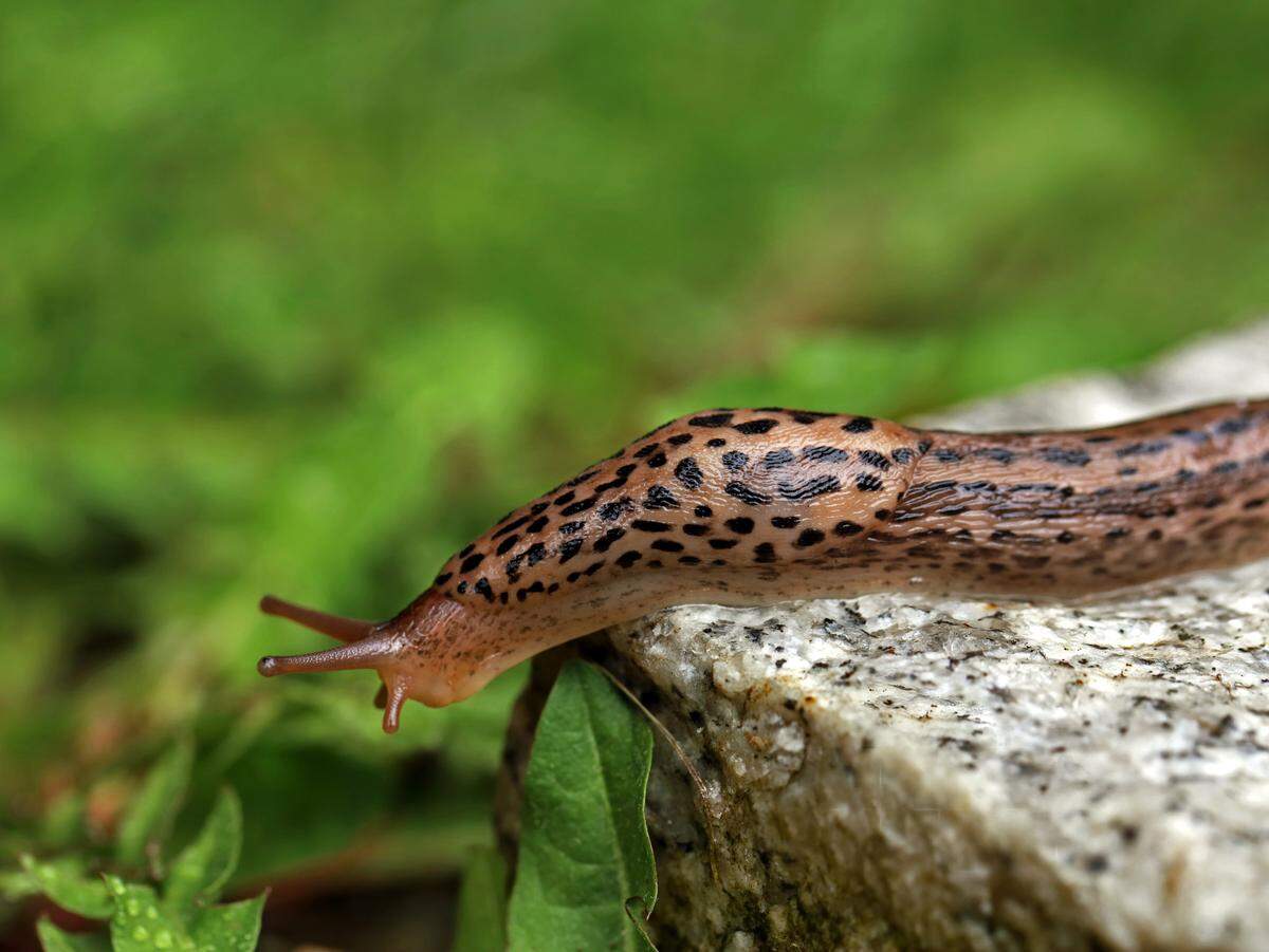 Great Gray garden slug