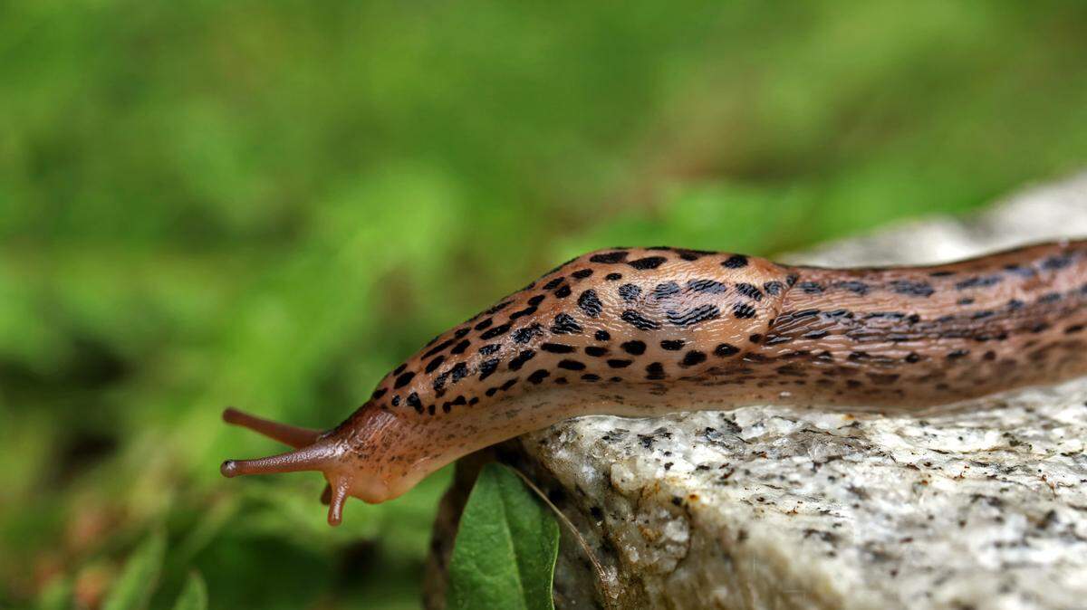Great Gray garden slug