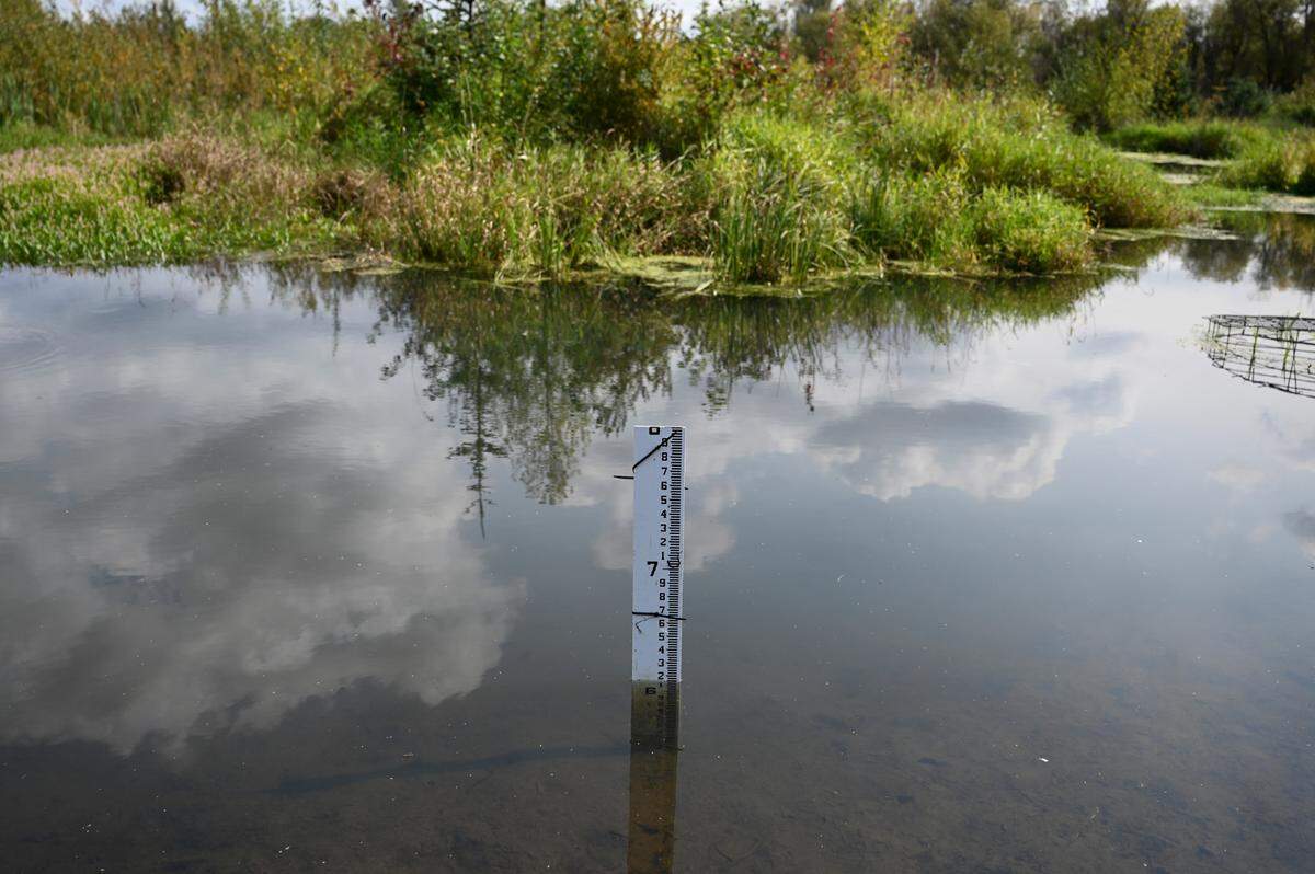 A measuring stick monitors the water level in the pond that the beavers have dammed in a tributary at Clear Creek, Tuesday, Sept. 19, 2023, Tacoma, Wash.