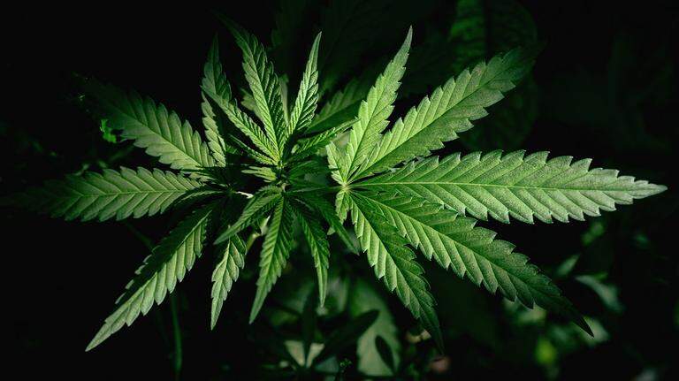 Reclassifying medical cannabis overdue, not enough for Idaho patients | Opinion