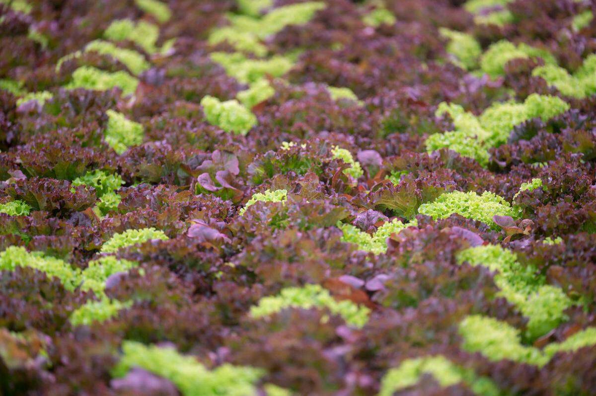 Dozens and dozens of heads of DeGoede Farms’ Tahoma spring mix sits ready to be processed at the greenhouse in Sumner, Wash., on Thursday, March 17, 2022.