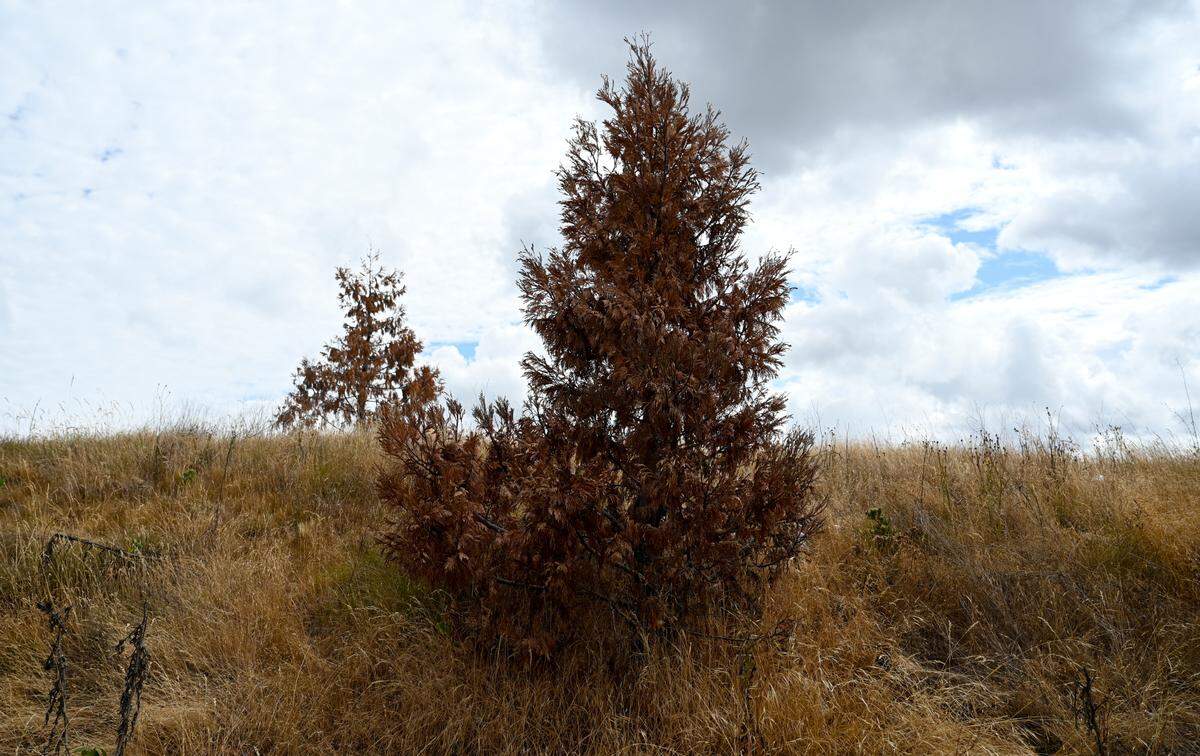 WSDOT recently installed trees along I-5 near SR 16 and many appear to be dying or dead, Tuesday, July 25, 2023, in Tacoma, Wash.