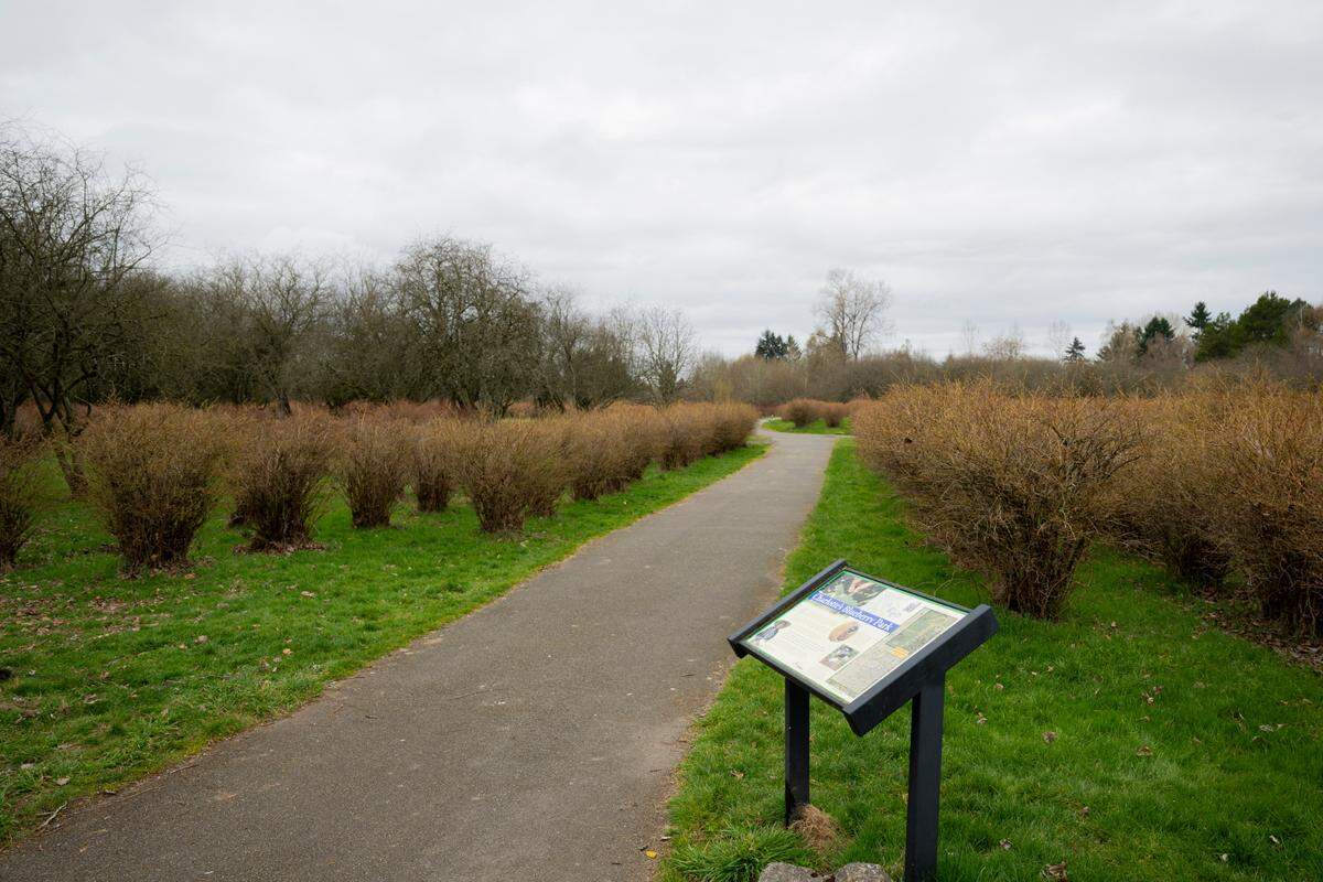 Charlotte’s Blueberry Park has over 4,000 blueberry bushes and could soon be a food forest with other fruits and nut trees and herbs for Tacoma residents to pick. 