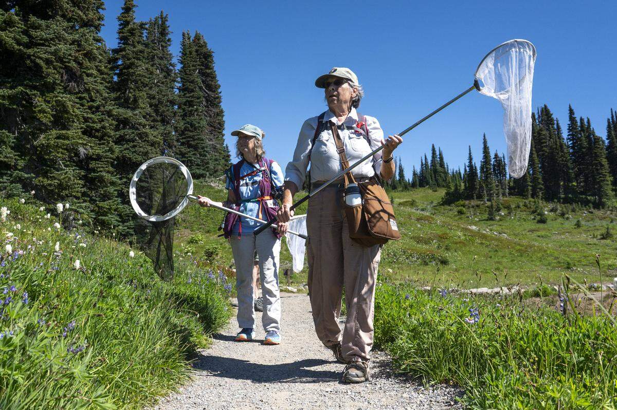 Volunteers with the Cascades Butterfly Project, including Pam Gunther, left, and Renee Buck, right, carry butterfly nets as they survey a stretch of Mount Rainier National Park for the insects on Monday, Aug. 11, 2025.
